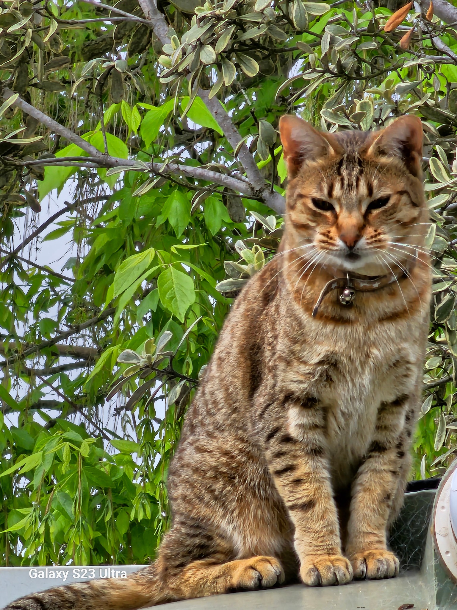 Cat surrounded by green foliage