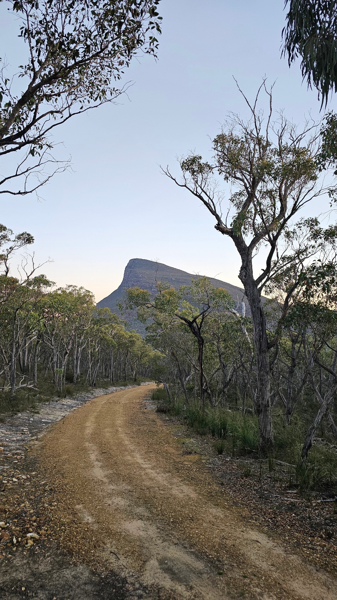 Bush track leading toward a mountain